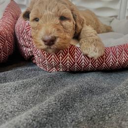 Goldendoodle Puppies from Lundee Doodles
