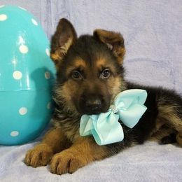 German Shepherd Puppies from My Bodyguard German Shepherd Dogs