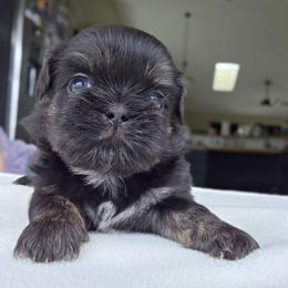 Danny - Black and tan male Shih Tzu puppy in Lancaster, Ohio from Wandering Tzu