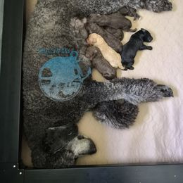 Poodle Puppies from Shallow Bay Standard Poodles