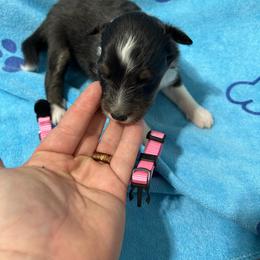 Pink - Black white and tan female Shetland Sheepdog puppy in Fontanelle, Iowa from Jensen Farms Shelties