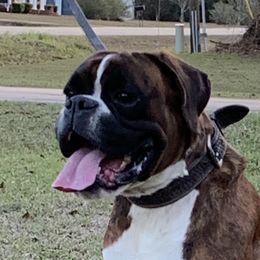 Roma - Boxer