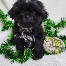Havanese and Shih Tzu Puppies from Locust Creek Shih Tzu & Havanese