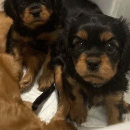 Cavalier King Charles Spaniel Puppies from Neal Cavaliers