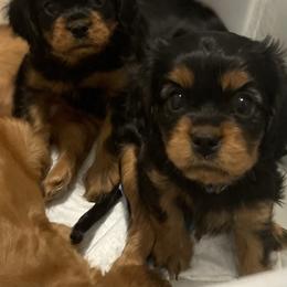 Cavalier King Charles Spaniel Puppies from Neal Cavaliers