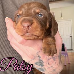Girl 1 - Chocolate and tan female Dachshund puppy in Paso Robles, California from Drift & Dash Dachshunds