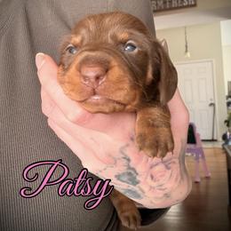 Girl 1 - Chocolate and tan female Dachshund puppy in Paso Robles, California from Drift & Dash Dachshunds