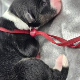 Red Collar BTF - Black tri female Miniature American Shepherd puppy in Lexington, Kentucky from Deuce's Den