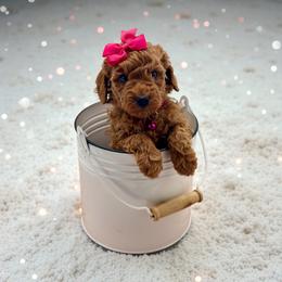 Bernedoodle and Poodle Puppies from Miranda’s Sunshine Poodles and Doodles