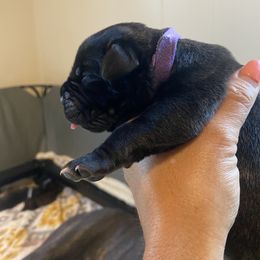 Boy 6 - Black brindle Cane Corso puppy in Mercer, Pennsylvania from Midnight Cane Corso USA