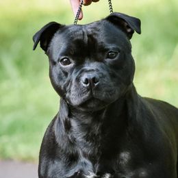 Staffordshire Bull Terriers from Bruhaus Kennels