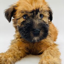 Soft Coated Wheaten Terrier Puppies from Wonderful Wheatens