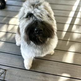 Gabby - Bouvier des Flandres