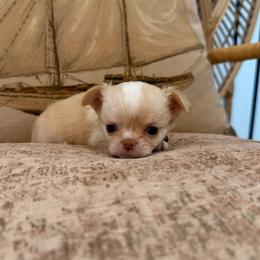 TINY ,Dior - Cream male Chihuahua puppy in Burleson, Texas from Tiny Diiamond Chihuahua