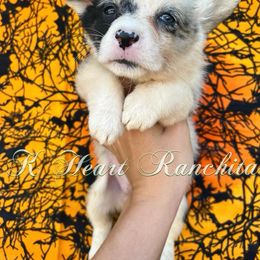 Girl 2 - American Corgi puppy in Gentry, Arkansas from K Heart Ranchita