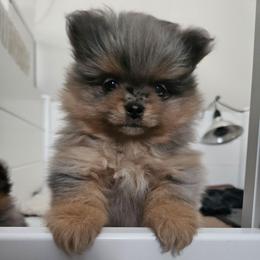 Girl - Blue merle female Pomeranian puppy in Monroe, New York from NY Snow Poms