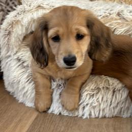Shaded Cream Male - Cream male Dachshund puppy in Spanish Fork, Utah from Lunceford Dachshunds