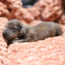 Zion - Cream male Dachshund puppy in Eaton, Ohio from Miniature Alphas Dachshunds