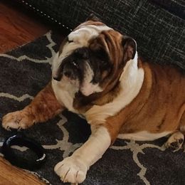 Oden - Bulldog