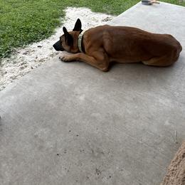 Belgian Malinois All Grown Up from Atkinson Kennels