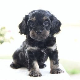Male 1 - Black and tan male Cavapoo puppy in Lawton, Oklahoma from Lindsey’s Cavies