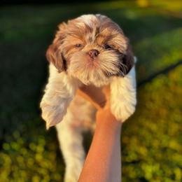 Finn - Liver and white male Shih Tzu puppy in Clinton, Tennessee from Southland’s Shih Tzus
