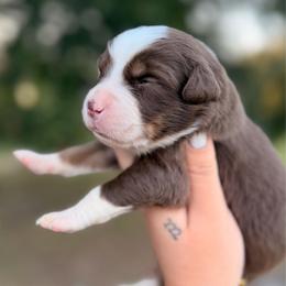 Grace AKC - Red tri-color female Australian Shepherd puppy in Polk City, Florida from Skaky Shepherds