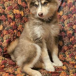 Vixey - Blue female Pomsky puppy in Stover, Missouri from Lx2 County Line Pomskies