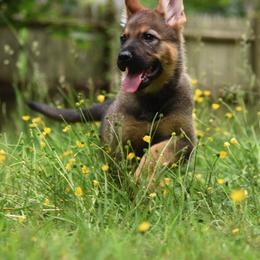 German Shepherd Puppies from Patriot Shepherds