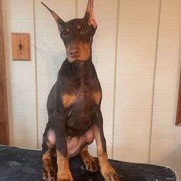 Girl 4 - Red and rust Doberman Pinscher puppy in Jefferson Township, New Jersey from Tristel Dobermans