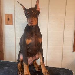 Girl 4 - Red and rust Doberman Pinscher puppy in Jefferson Township, New Jersey from Tristel Dobermans