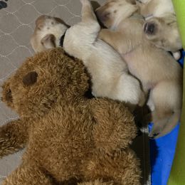 Labrador Retriever Puppies from Spring Water Labs of the Carolinas