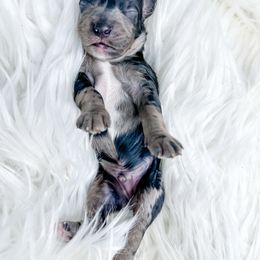Male 1 - Merle male Cockapoo puppy in Otisville, Michigan from Danie’s Darling Doodles LLC