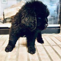 White Girl - Swetest Pup - Black female Newfoundland puppy in Seffner, Florida from Tampa Bay Farm
