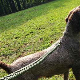 Bernedoodles, French Bulldogs, Miniature Pinschers, and Poodles from French Pinsch Mi Doodle Kennels