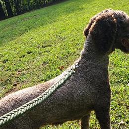 Bernedoodles, French Bulldogs, Miniature Pinschers, and Poodles from French Pinsch Mi Doodle Kennels