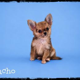 Nacho - Merle male Chihuahua puppy in Demorest, Georgia from Sourpatch Chihuahuas