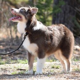 Staten Island - Red tri Miniature Australian Shepherd puppy in Marion, Michigan from 4 Seasons Aussies