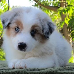 Australian Shepherd Puppies from Triple MMM Kennel