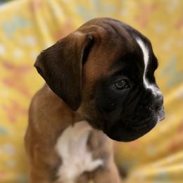Boxer Puppies from Von Royal Dell’Infinite