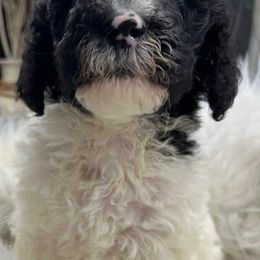 Goldendoodle and Poodle Puppies from Elizabeth Rocha's Doodles