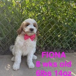 Cockapoo and Goldendoodle Puppies from Diva’s Darling Doodles