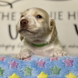 Green Boy - Cream male Dachshund puppy in Crandall, Texas from The Weenie Hut