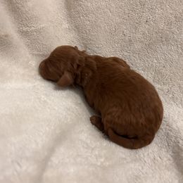 Green collar - Red  male Goldendoodle puppy in North Carolina from Lynes of Doodles