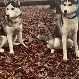 Siberian Husky puppies from Williams Siberians