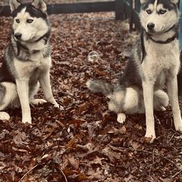 Siberian Husky puppies from Williams Siberians