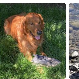 Golden Retrievers from Sadie Lane Family Goldens