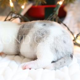 American Corgi Puppies from Diamond Corgis