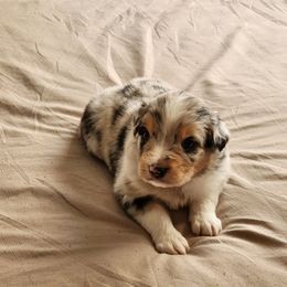 Boy 1 - Blue merle male Miniature Australian Shepherd puppy in Cedar Rapids, Iowa from Bornagain Paws