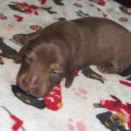 Puppy 5 - Chocolate and cream male Dachshund puppy in Pierson, Florida from Paige’s Mini Dachshunds